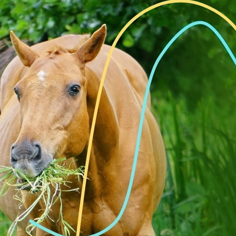 Feeding