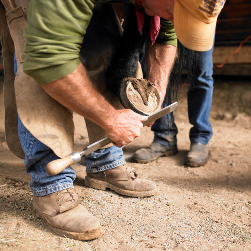 Farrier