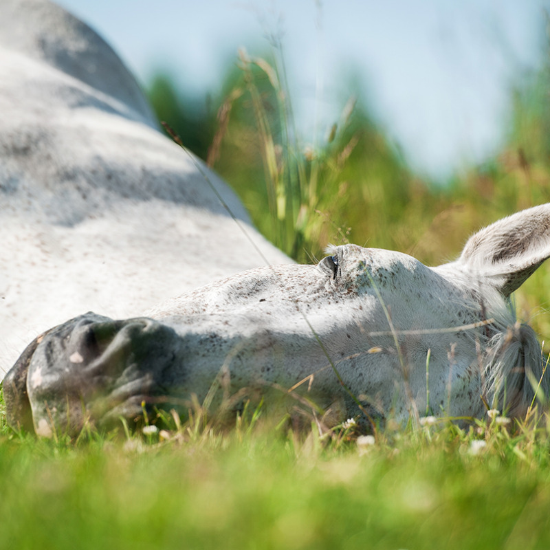 Horse sleeping