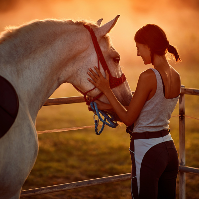 Sunset Horse