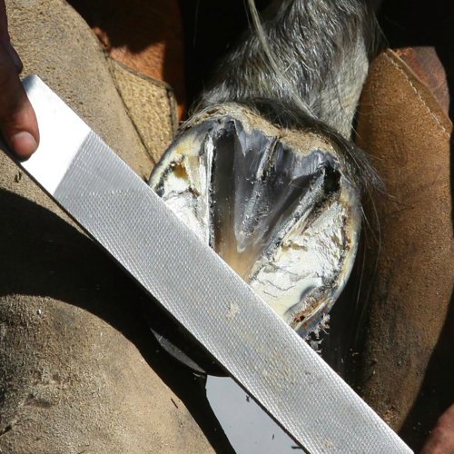 Wanting healthy hooves?