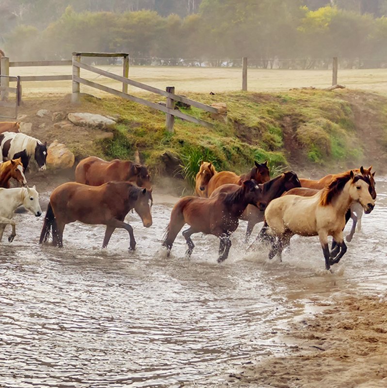 Horses crossing creek